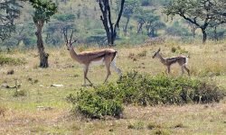 Newborn Impala killed by cheetah 10 minutes after this photo Newborn Impala killed by cheetah 10 minutes after this photo