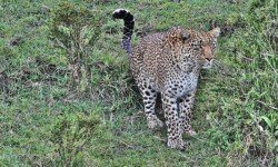 Female about to pounce Female about to pounce
