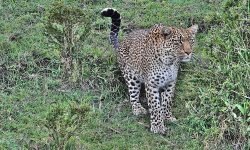 Female about to pounce Female about to pounce