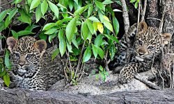 8 week old cubs play outside den entrance 8 week old cubs play outside den entrance