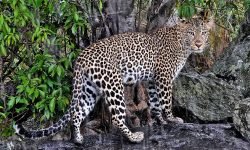 Mother returns in rain to den Mother returns in rain to den