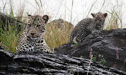 Mother in rain with female cub (2) Mother in rain with female cub (2)