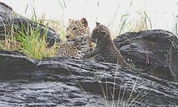 Mother in rain with female cub (1) Mother in rain with female cub (1)