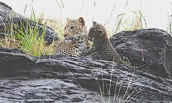 Mother in rain with female cub (1) Mother in rain with female cub (1)