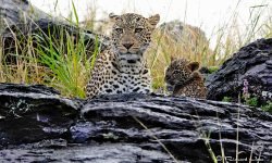 Mother in rain with female cub (4) Mother in rain with female cub (4)