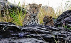 Mother in rain with female cub (4) Mother in rain with female cub (4)