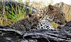 Mother in rain with female cub (3) Mother in rain with female cub (3)