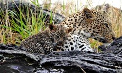 Mother in rain with female cub (3) Mother in rain with female cub (3)