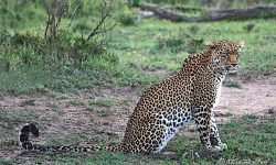 Female sitting but on full alert Female sitting but on full alert