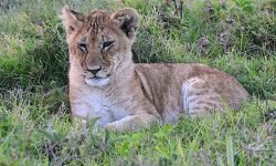 Young male cub Young male cub