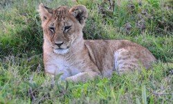 Young male cub Young male cub