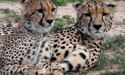 Cheetah Selenkei and her son Cheetah Selenkei and her son