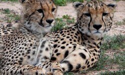 Cheetah Selenkei and her son Cheetah Selenkei and her son