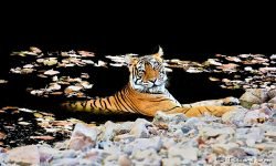 Female tiger rests up in small pond Female tiger rests up in small pond
