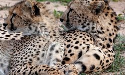 Selenkei and her Son (2) Selenkei and her Son (2)