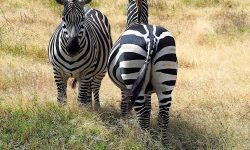 Nose to tail for maximum visual protection Nose to tail for maximum visual protection