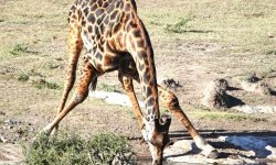 Odd but necessary drinking position Odd but necessary drinking position