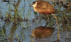 African Jicana African Jicana