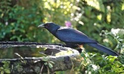 Male Asian Quail Male Asian Quail
