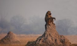 Elderly baboon lookout unaware of wild fire behind Elderly baboon lookout unaware of wild fire behind