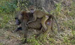 Olive baboon female and baby (2) Olive baboon female and baby (2)