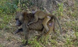 Olive baboon female and baby (2) Olive baboon female and baby (2)