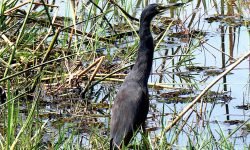 Black Heron Black Heron