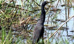 Black Heron Black Heron