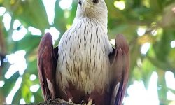 Bramini Kite Bramini Kite