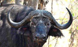 Buffalo head Buffalo head