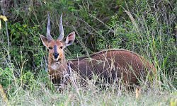 Bushbuck Male Bushbuck Male