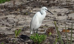 Egret - Mombasa beach Egret - Mombasa beach