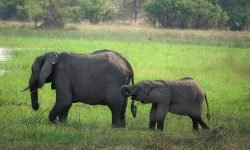 Mother and calf grazing in Okavango Delta Mother and calf grazing in Okavango Delta