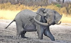 Enjoying a mudbath (2) Enjoying a mudbath