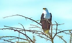 Fish Eagle - Tanzania Fish Eagle - Tanzania