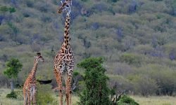 Mother and newborn Mother and newborn