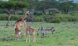 Giraffe and Zebra - size comparison Giraffe and Zebra - size comparison