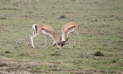 Grants gazelles contest at lek site Grants gazelles contest at lek site