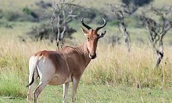 Hartebeest Hartebeest