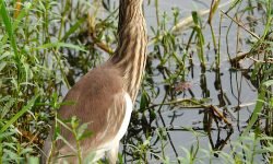 Juvenile heron - new feathers coming Juvenile heron - new feathers coming
