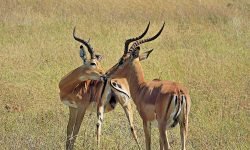 Impala greeting Impala greeting