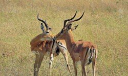 Impala greeting Impala greeting