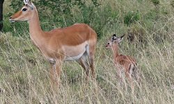 Impala and new born Impala and new born