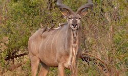 Kudu male Kudu male