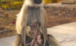 Langur mother with baby just 10 minutes old (India) Langur mother with baby just 10 minutes old (India)