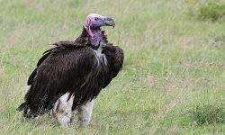 Lappet faced vulture Lappet faced vulture