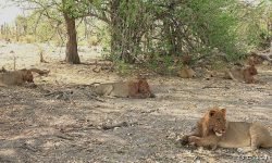 Large pride (12-14) cleaning up after kill Large pride (12-14) cleaning up after kill