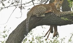 leopard with kill climbs to final resting place leopard with kill climbs to final resting place