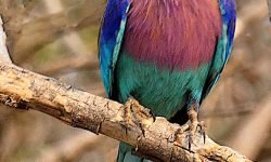 Lilac Breasted Roller Lilac Breasted Roller