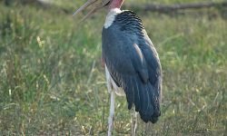 Maribu Stork Maribu Stork